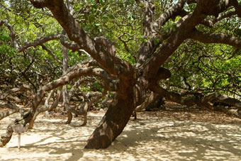 Cajueiro de Pirangi